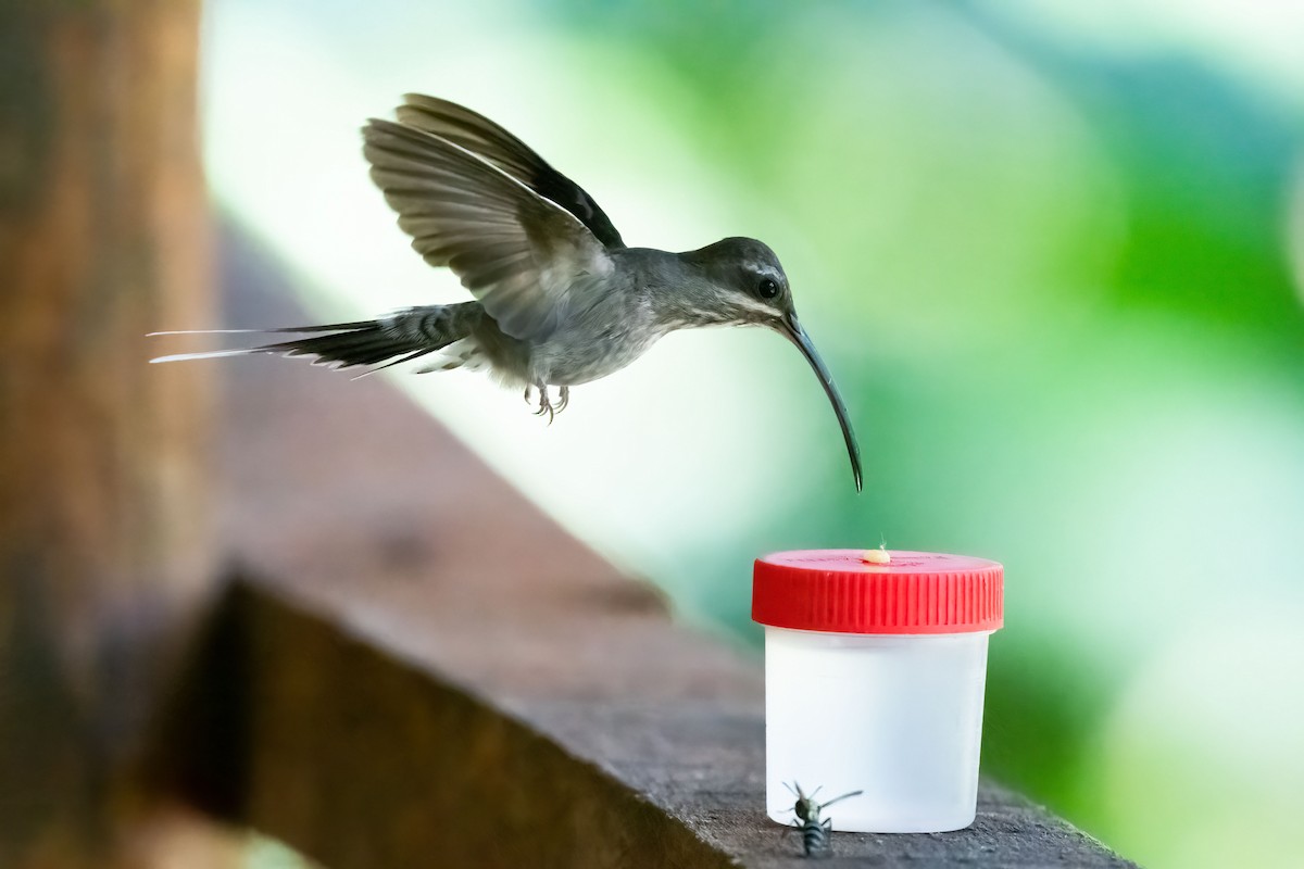 kolibřík běloknírkový - ML521187651