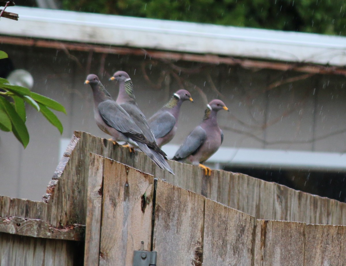 Band-tailed Pigeon - Andrew S. Aldrich