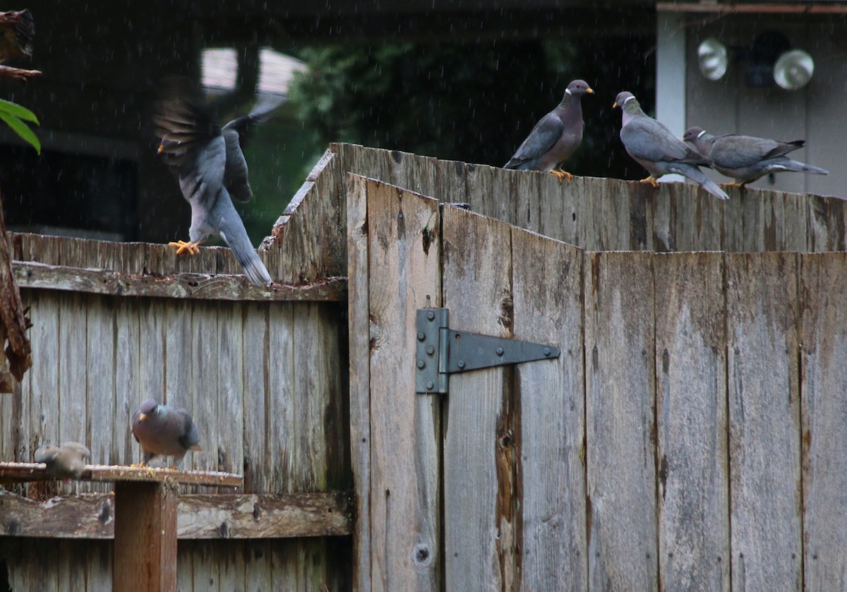 Band-tailed Pigeon - Andrew S. Aldrich