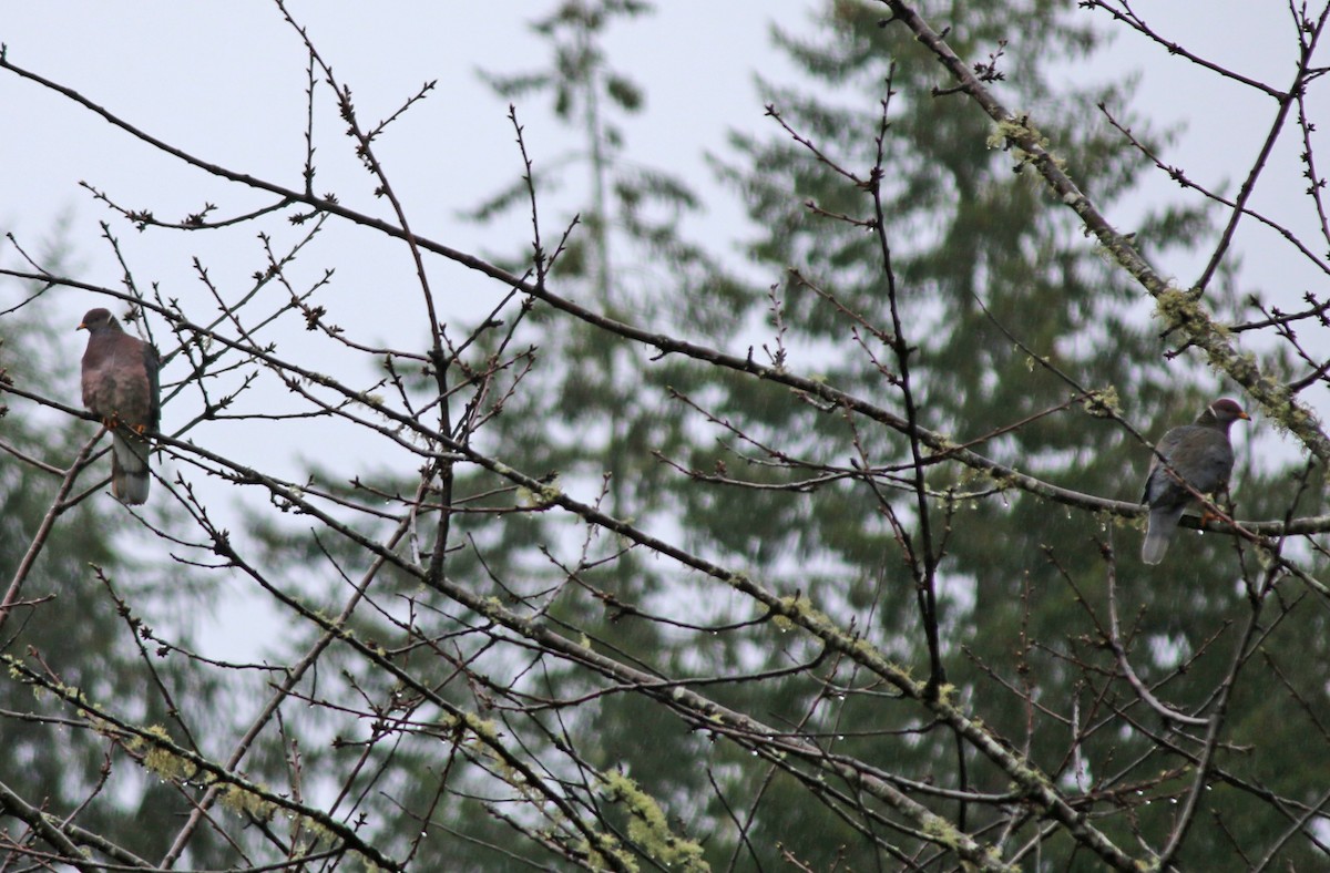 Band-tailed Pigeon - Andrew S. Aldrich