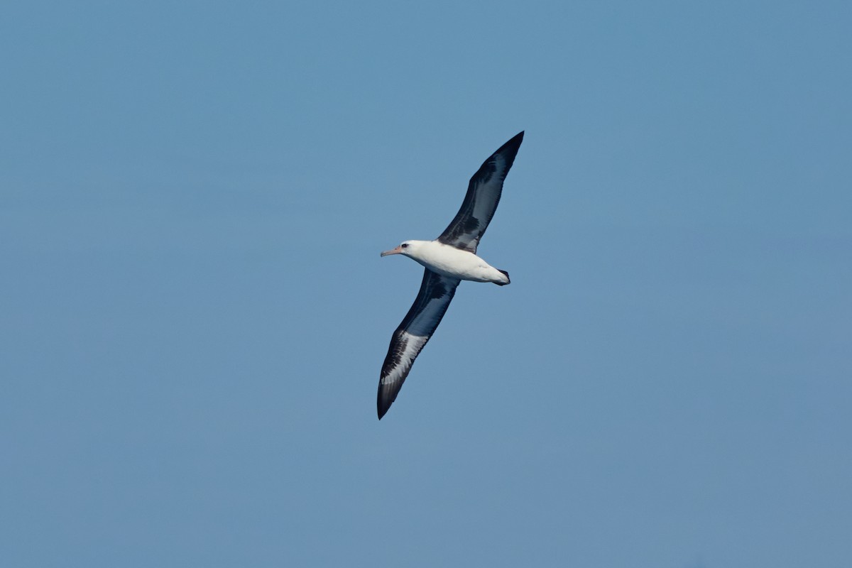 Темноспинный альбатрос - ML521190281