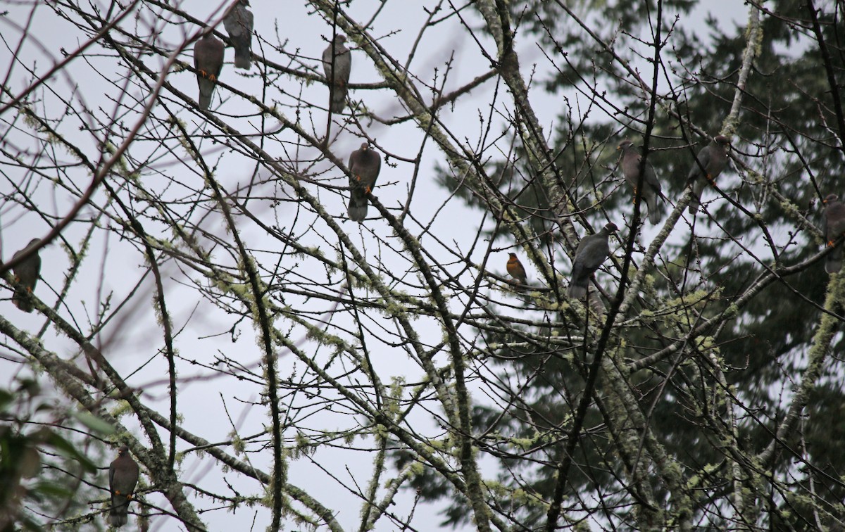 Band-tailed Pigeon - Andrew S. Aldrich