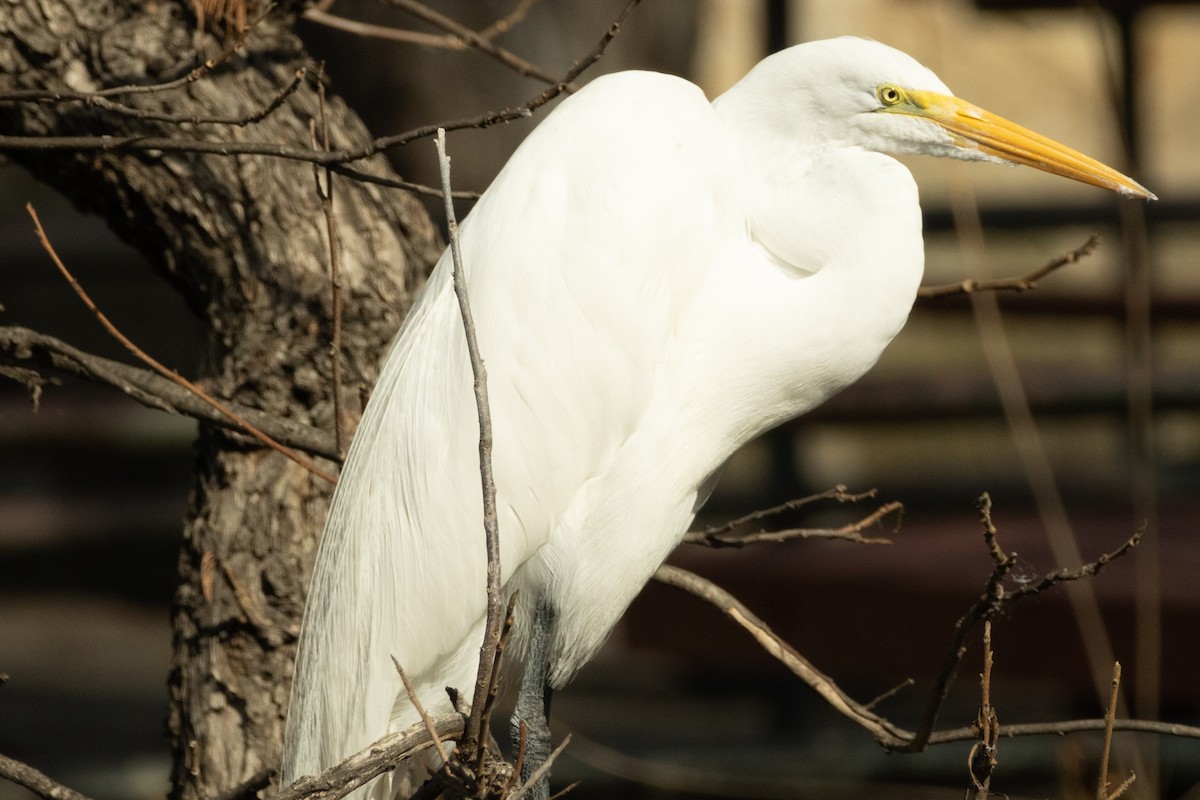 Great Egret (American) - Parker Marsh