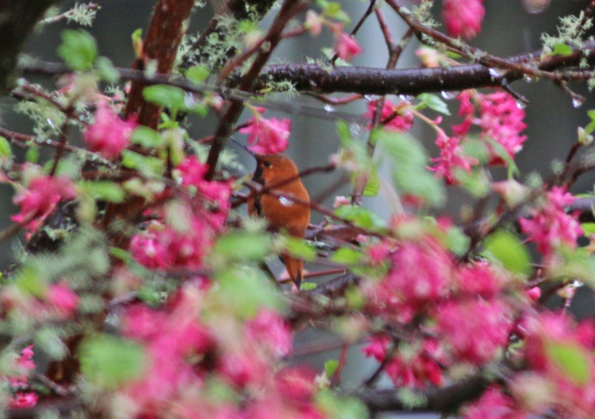 Rufous Hummingbird - Andrew S. Aldrich