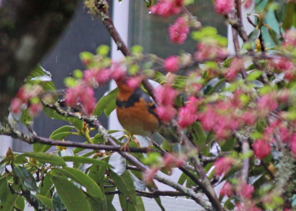 Varied Thrush - ML52119151