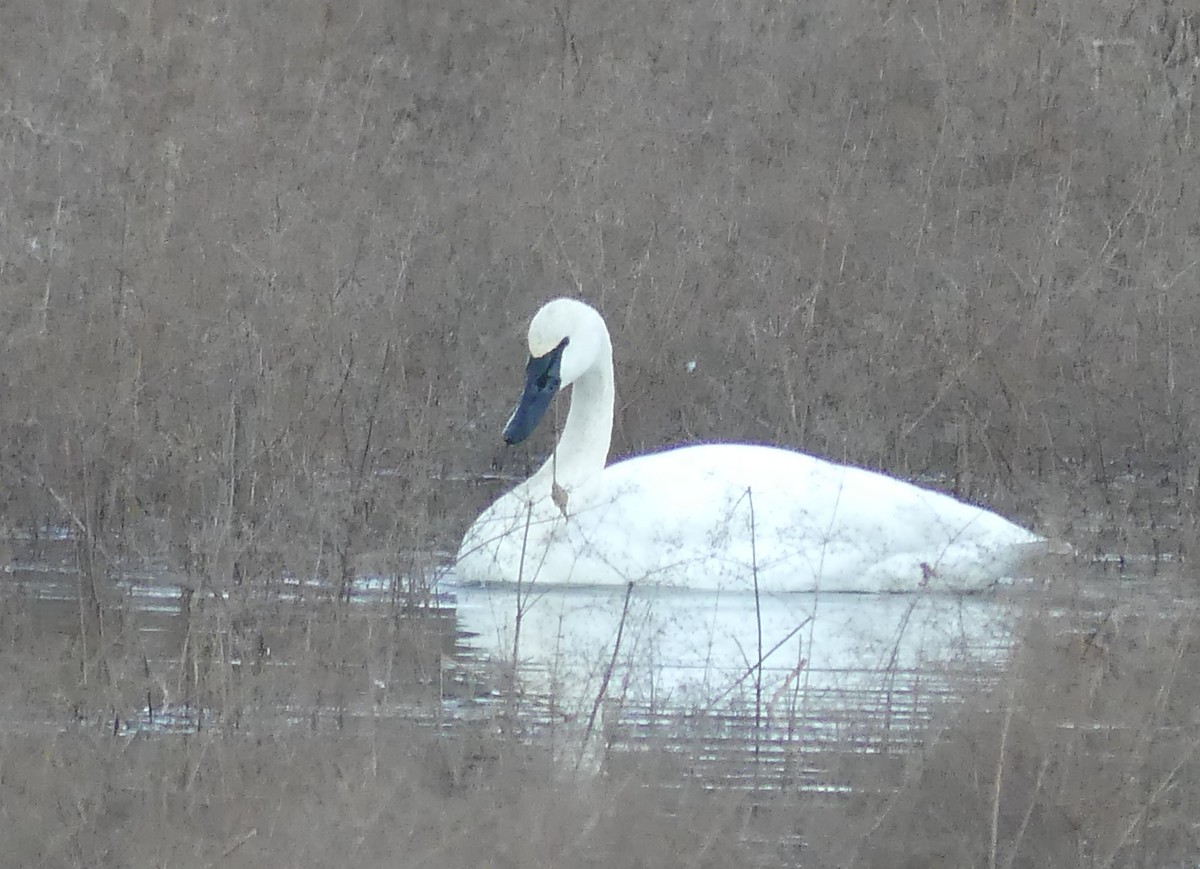 Trumpeter Swan - ML521191721