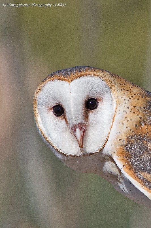 American Barn Owl - Hans Spiecker