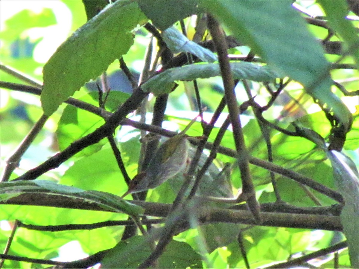 Gray-backed Tailorbird - ML521192601