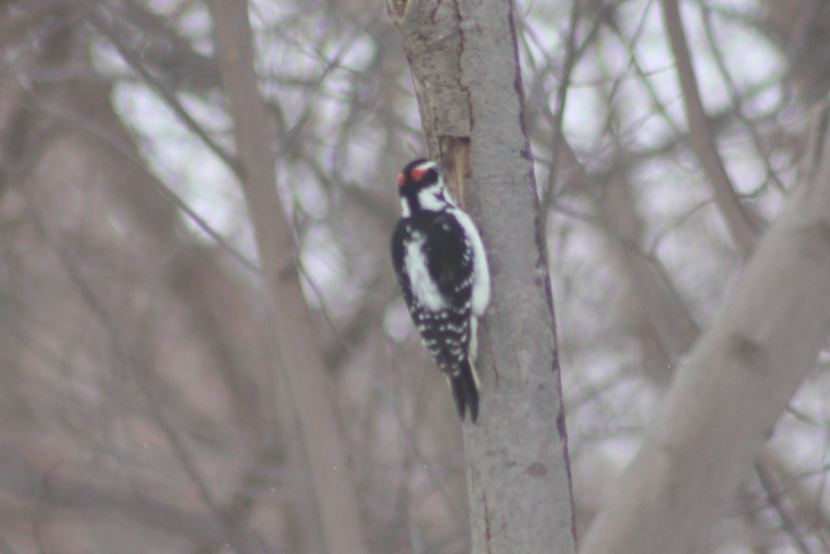 Hairy Woodpecker - ML521195631