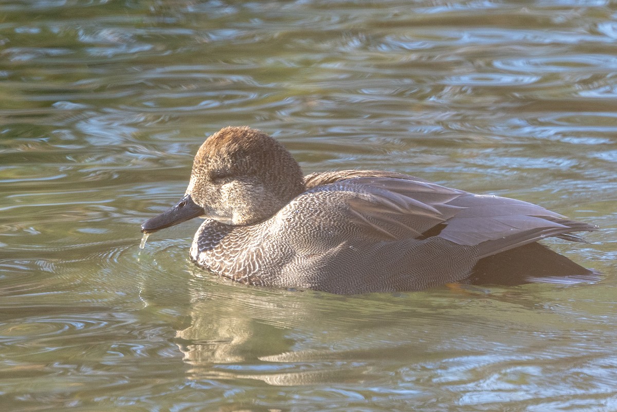 Gadwall - ML521195681