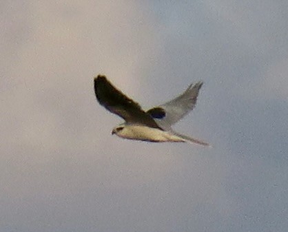 White-tailed Kite - Seth Ausubel