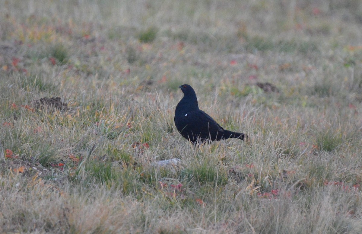 Caucasian Grouse - ML521196991