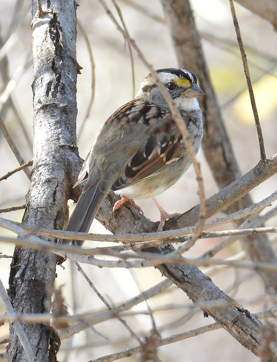 White-throated Sparrow - a   v n