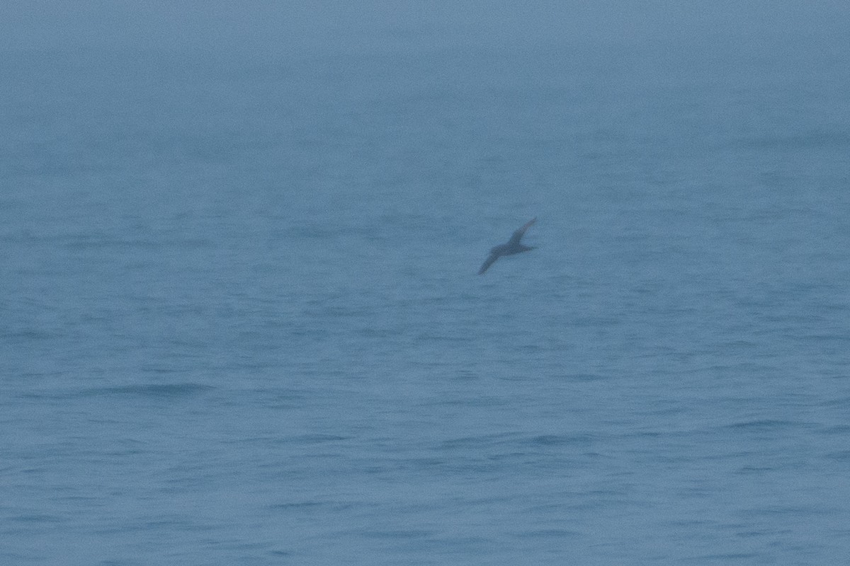 Sooty Shearwater - ML521200161