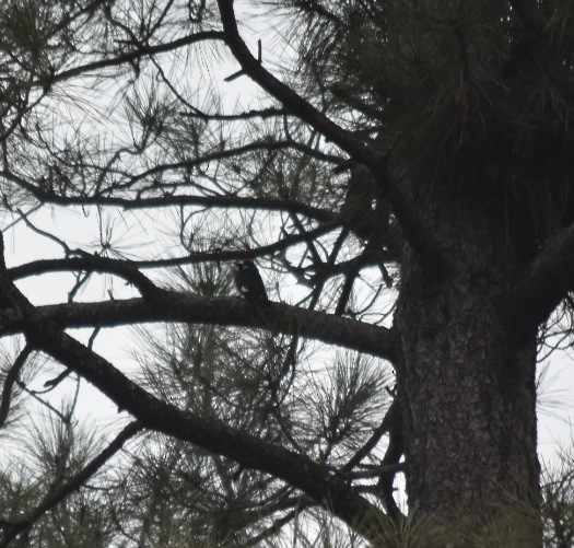 Acorn Woodpecker - ML521200921