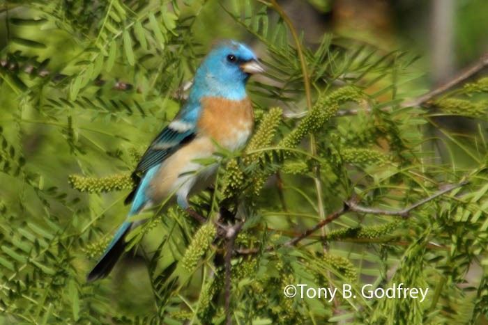 Lazuli Bunting - ML52120191