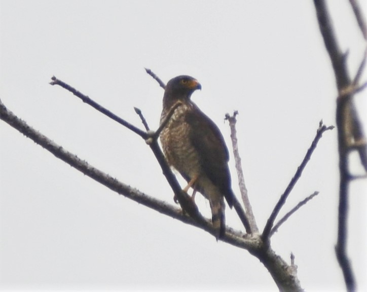 Roadside Hawk - ML521202431