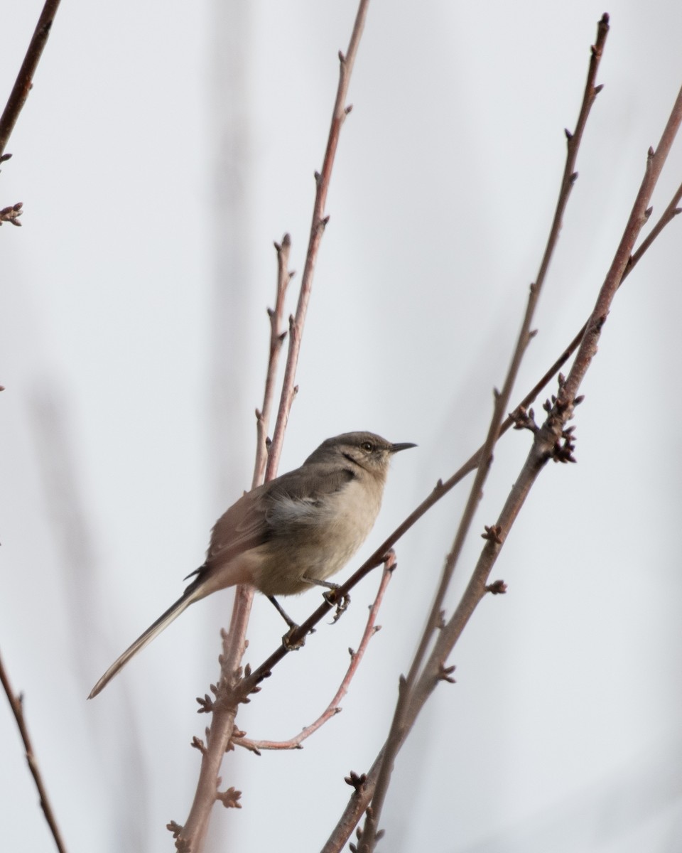 Northern Mockingbird - Kayla McCurry