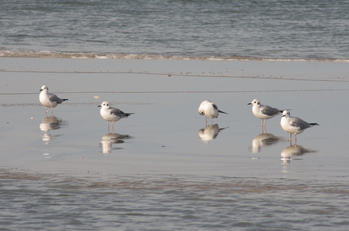 Bonaparte's Gull - ML521202841