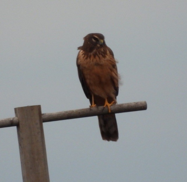 Northern Harrier - ML521203801