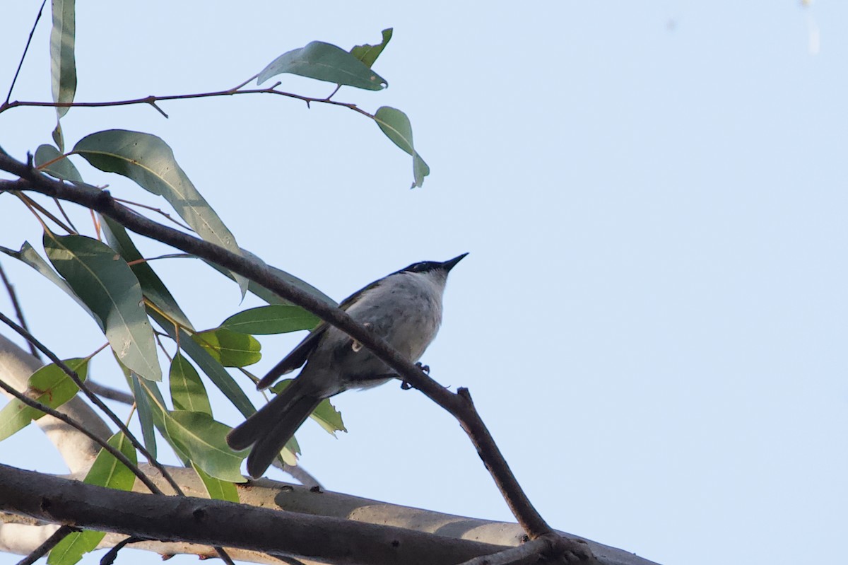 Gilbert's Honeyeater - Elliot Leach