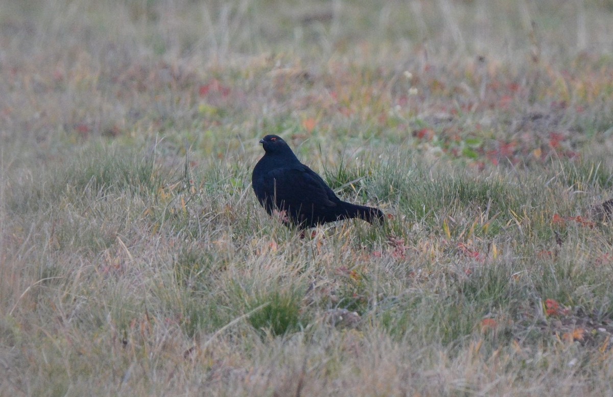 Caucasian Grouse - ML521204691