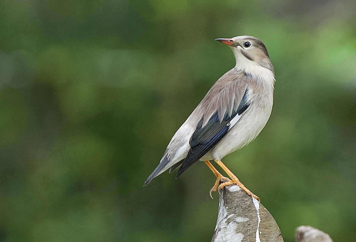 Red-billed Starling - ML521205011