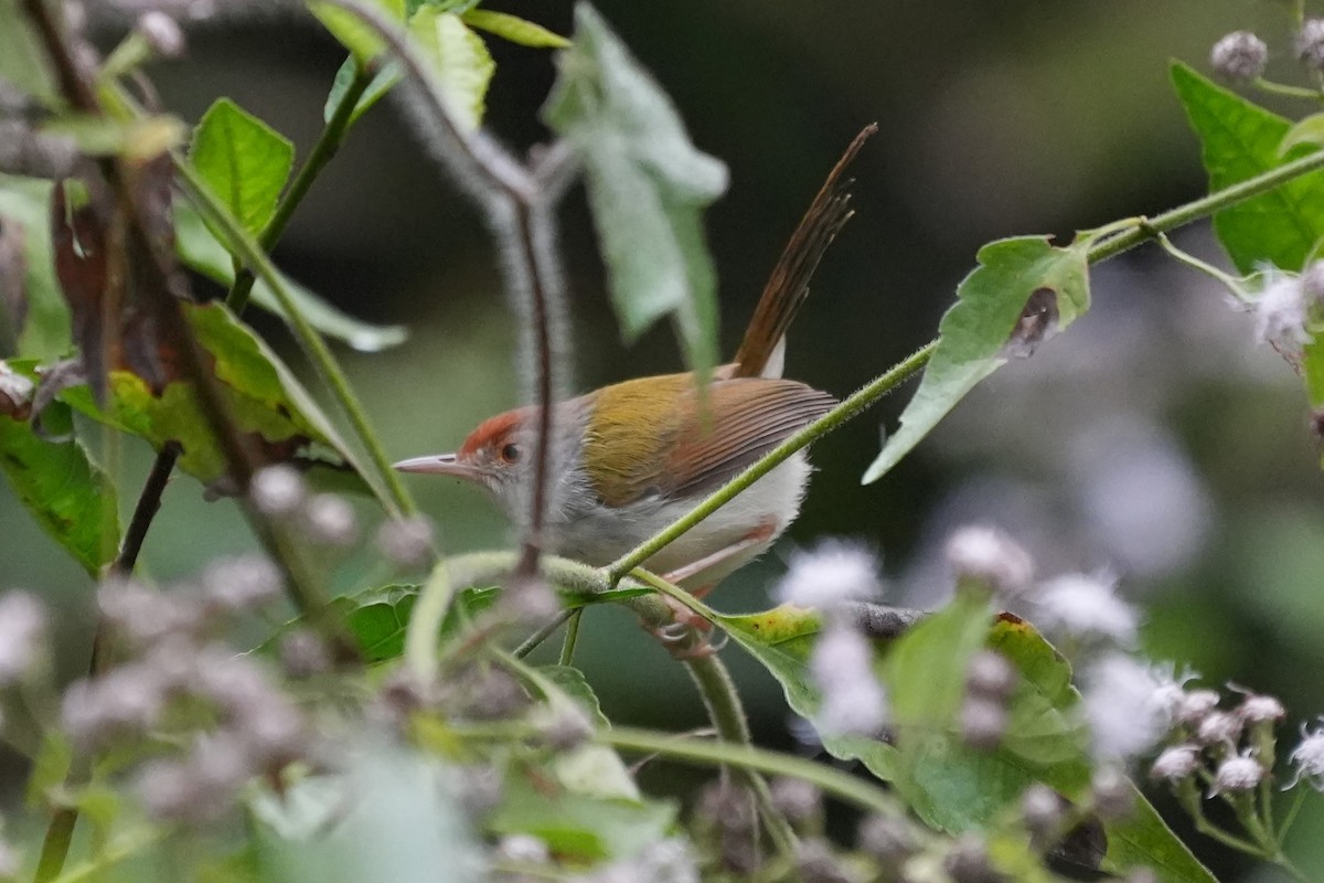 Common Tailorbird - Hen H