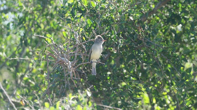 Northern Beardless-Tyrannulet - ML521205581