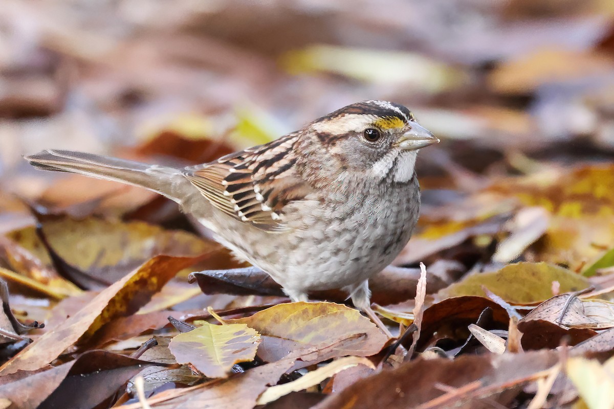 White-throated Sparrow - ML521206151