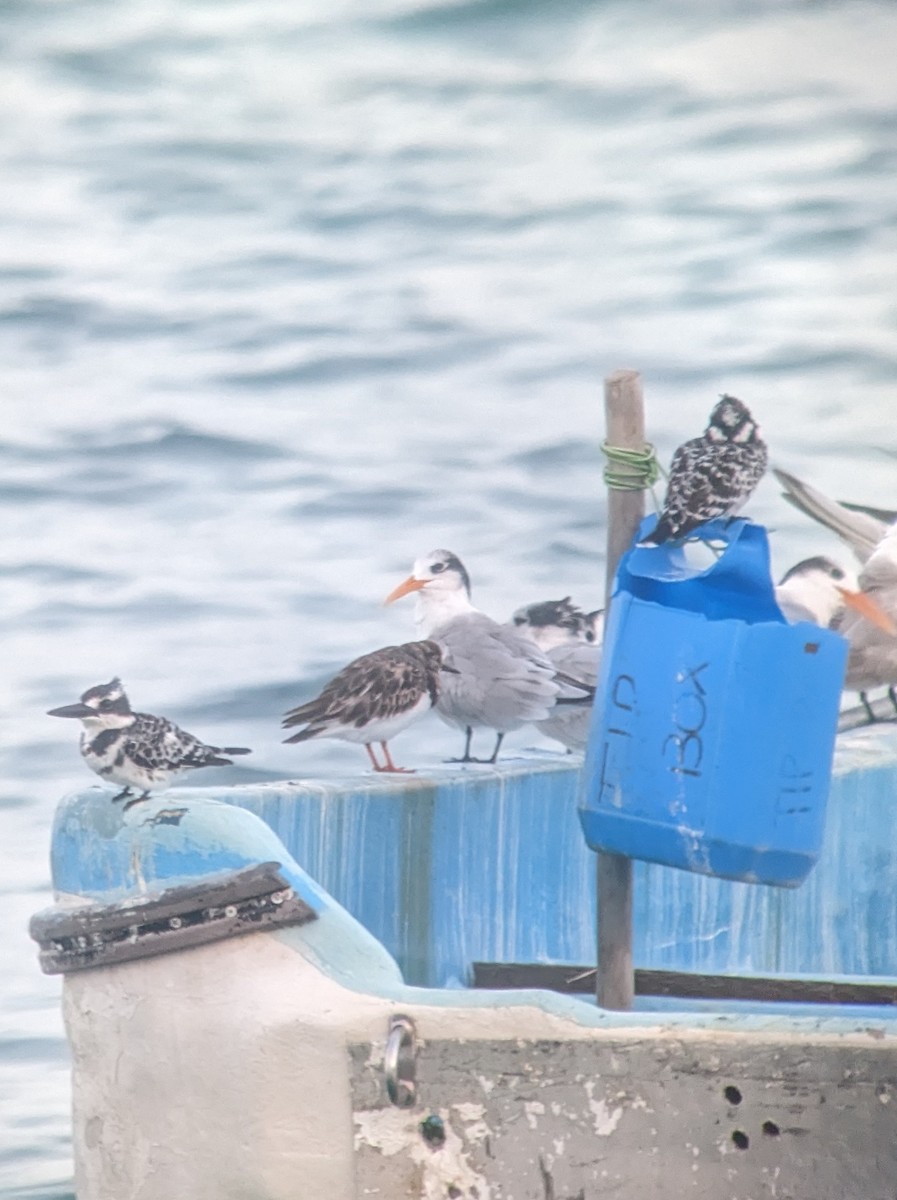 Pied Kingfisher - ML521207051