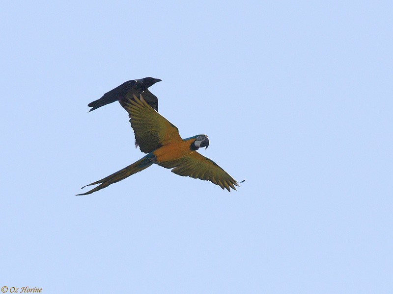 Blue-and-yellow Macaw - ML521207361