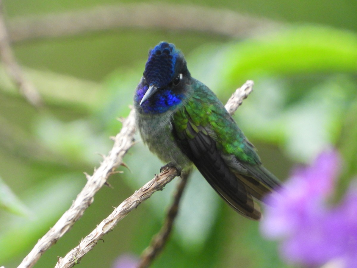 Violet-headed Hummingbird - ML521207501