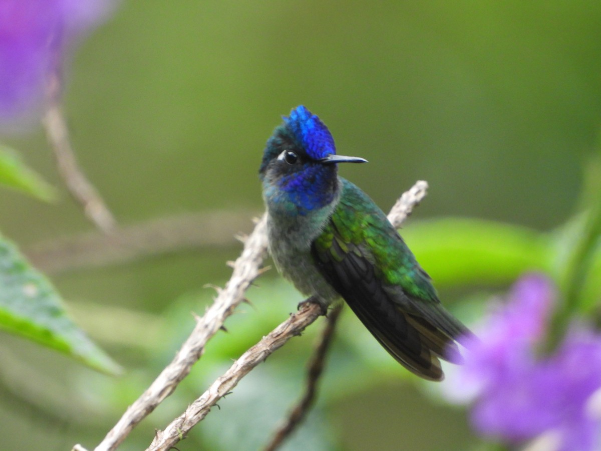 Violet-headed Hummingbird - ML521207511