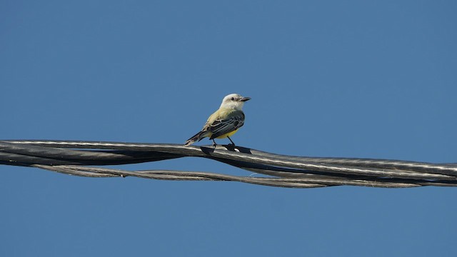 Tropical Kingbird - ML521207571