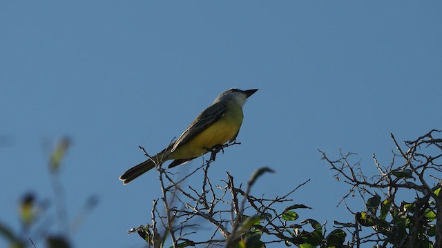 Tropical Kingbird - ML521207591