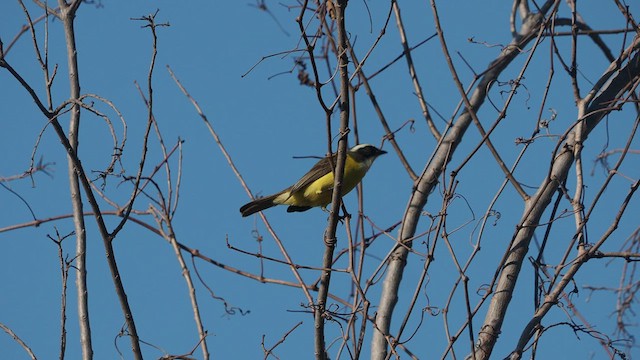 Social Flycatcher - ML521208051