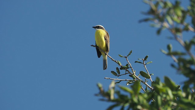 アカボウシヒタキモドキ - ML521208071