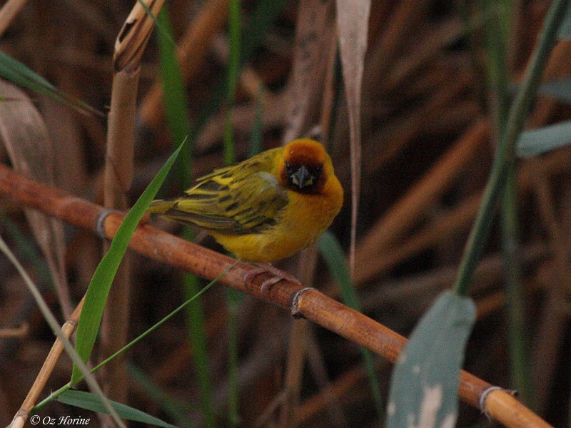 Southern Masked-Weaver - ML521208091