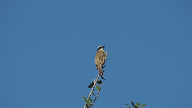 Social Flycatcher - ML521208131