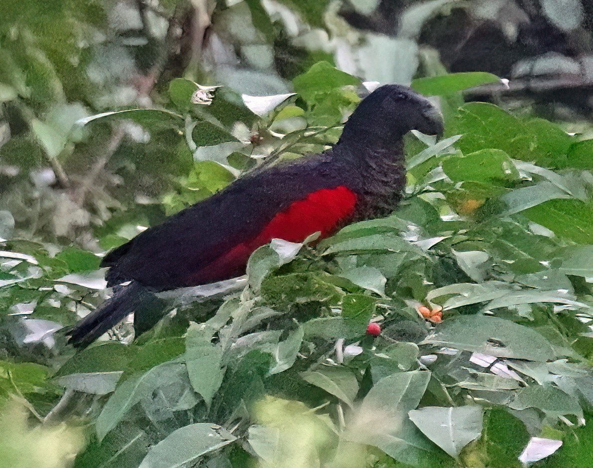 Папужець орлиноголовий - ML521209061