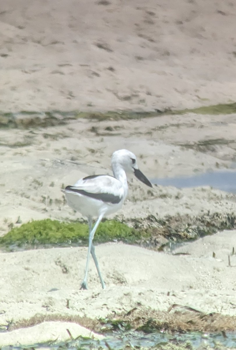 Crab-Plover - ML521209631