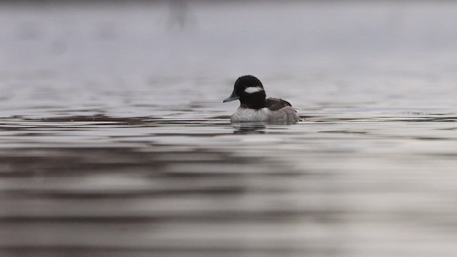 Bufflehead - ML521210241