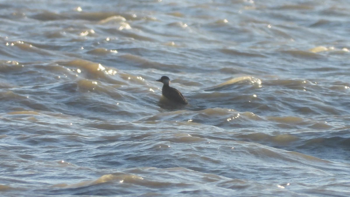 Black Scoter - Charlotte Chehotsky