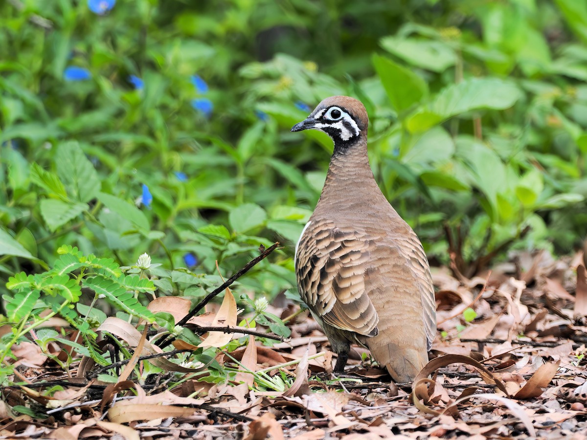 Squatter Pigeon - ML521211731