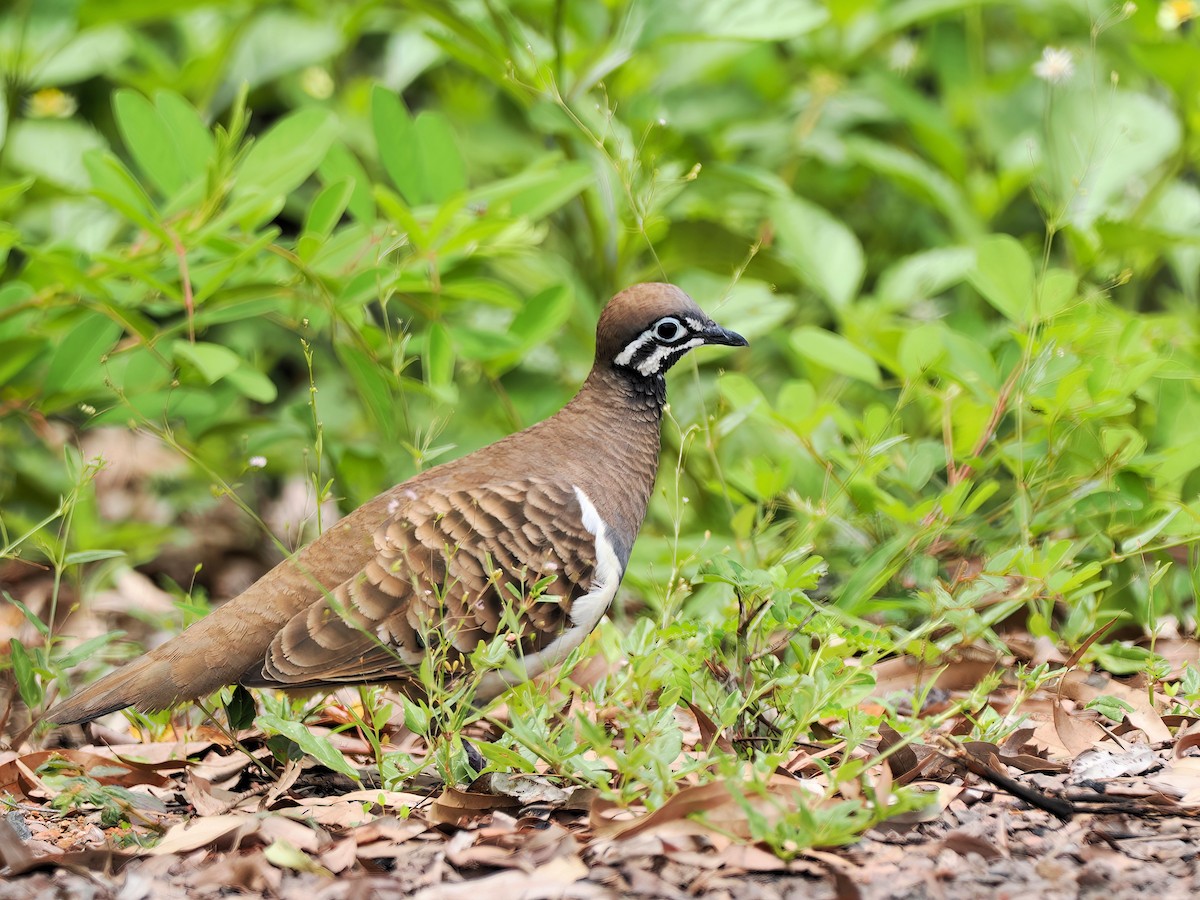 Squatter Pigeon - ML521213501