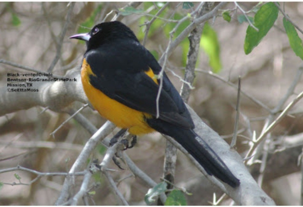 Black-vented Oriole - ML521213881