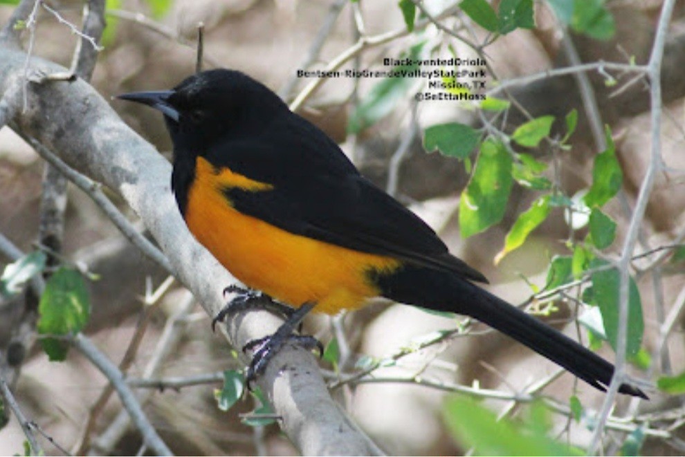 Black-vented Oriole - ML521213891