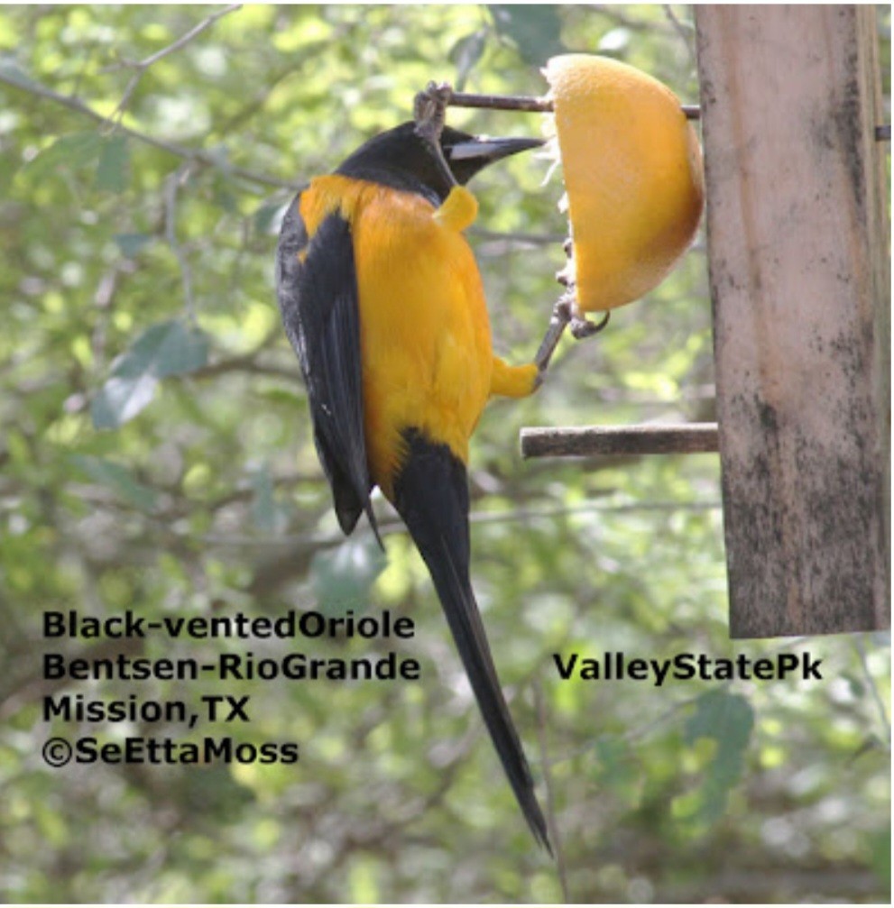 Black-vented Oriole - ML521214271