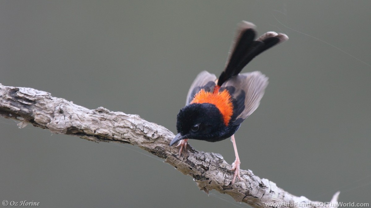 Red-backed Fairywren - Oz Horine